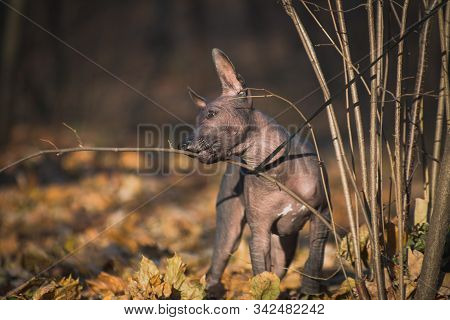 Xolo Puppy (xoloitzcuintle, Mexican Hairless) Nibbles On A Branch