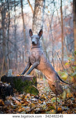 Xolo Dog Breed (xoloitzcuintle, Mexican Hairless), In A Forest On A Stump