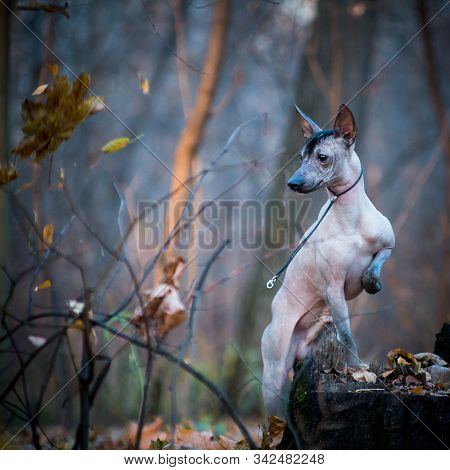 Xolo Dog Breed (xoloitzcuintle, Mexican Hairless), In A Forest On A Stump