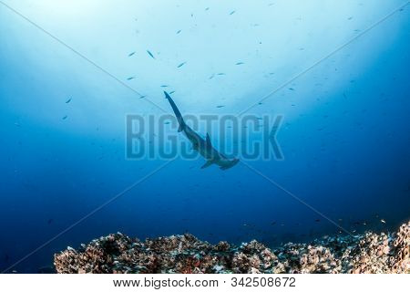 Hammerhead Shark At Cocos Island, Costa Rica