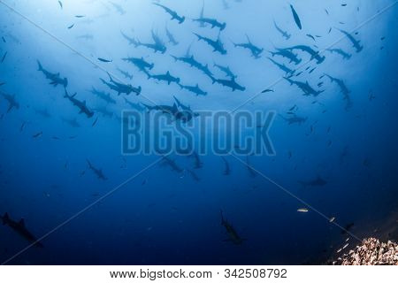 Hammerhead Shark At Cocos Island, Costa Rica