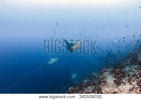 Hammerhead Shark At Cocos Island, Costa Rica
