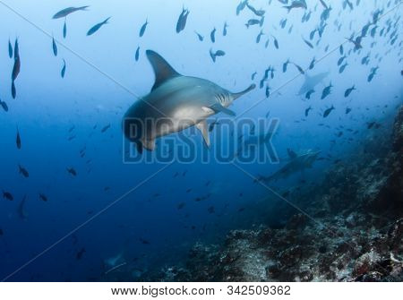Hammerhead Shark At Cocos Island, Costa Rica