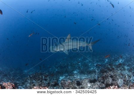 Hammerhead Shark At Cocos Island, Costa Rica