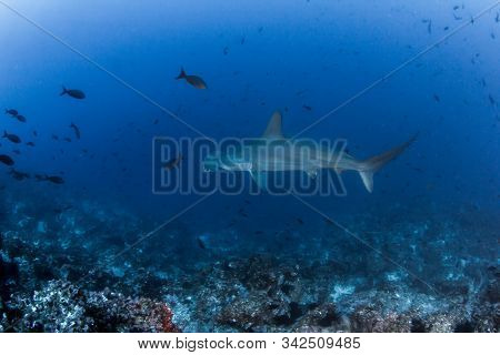 Hammerhead Shark At Cocos Island, Costa Rica