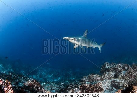 Hammerhead Shark At Cocos Island, Costa Rica