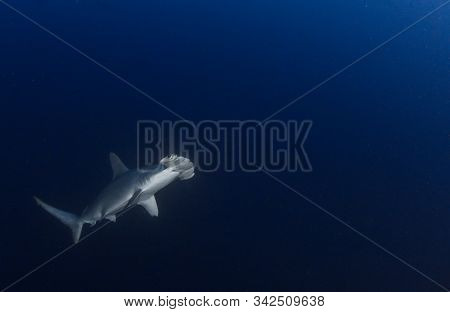 Hammerhead Shark At Cocos Island, Costa Rica