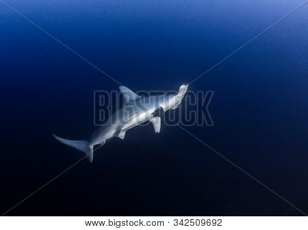 Hammerhead Shark At Cocos Island, Costa Rica