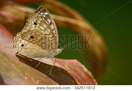 Close Up Details Of Butterflies, (ideopsis Juventa) Brown Butterflies On Flowers Against A Blur Back
