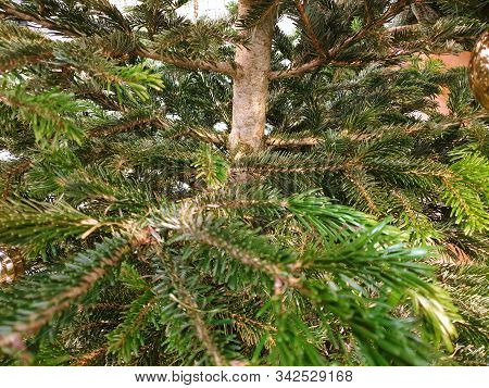 Selective Focus Of Branch And Leaves Pine Tree As A Background, Ecological Concept, Space For Text I