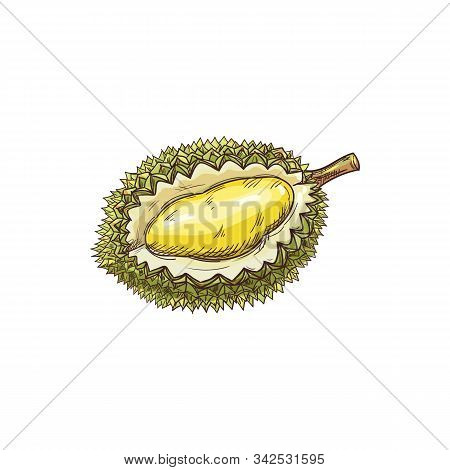 Durian Tropical Fruit Isolated Sketch. Vector Exotic Dessert, Tasty Pulp With Yellow Flesh