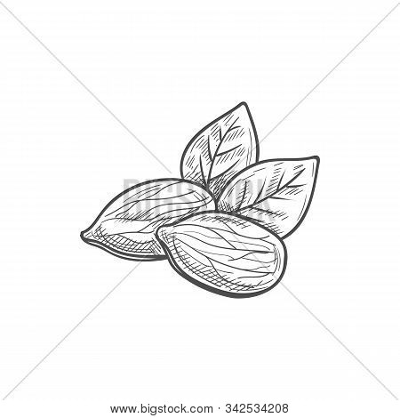 Shelled Almond Seeds Isolated Drupes Of Fruit With Green Leaves Sketch.vector Shelled Drupes Of Frui