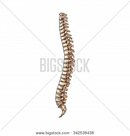 Spine Cord Isolated Human Skeleton Part. Vector Cervical And Thoracic, Lumber And Sacrum, Coccyx Spi