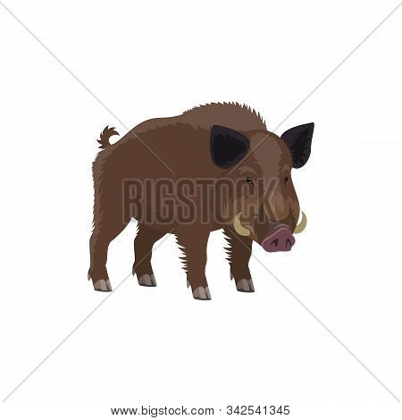 Boar Wild Animal Vecor Isolated Icon. Zoo Predatory Mammal And Hunt Trophy Aper Hog