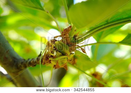 Cherry Tree Disease. Fruit Tree Disease. . Cherry Blossom Monilia (mummy) Disease.
