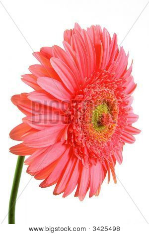 Gerbera
