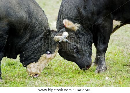Bulls kæmper på en eng