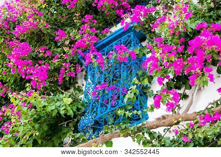 Traditional Old Painted Window And Magenta Flowers, Sidi Bou Said, Tunisia, Africa