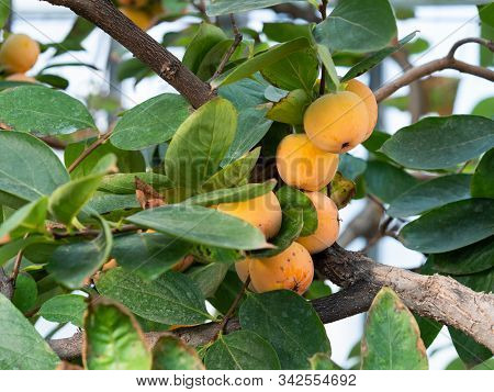 Diospyros Kaki (persimmon, Oriental Persimmon, Kaki) Tree With Ripening Orange Fruits
