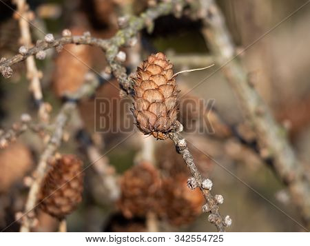 European Larch (larix Decidua) Tree, Detail Of Branch With Cones In Winter