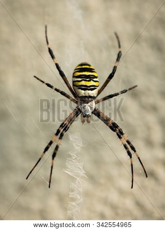 A Big Wasp Spider (argiope Bruennichi) Sitting In Web (vienna, Austria)
