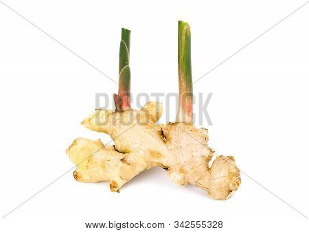 Fresh Ginger Root With Stem Isolated On White Background, This Is Asian Organic Herb Use For Health 