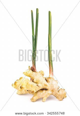 Fresh Ginger Root With Stem Isolated On White Background, This Is Asian Organic Herb Use For Health 