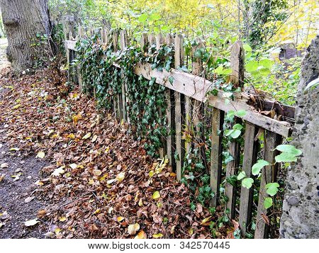 Green Ivy Leaves Crawling On A Top Of A Wooden Fence
