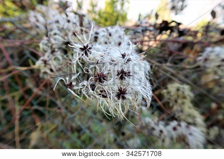 A Climbing Wild Clematis In Autumn Light