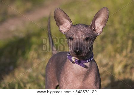 Xolo Puppy (xoloitzcuintle, Mexican Hairless) With A Fluff In His Mouth