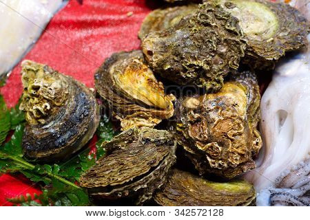 Fresh Shell Oysters At The Fish Market. Oysters On Fish Counter