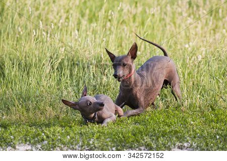 Two Dogs Of The Breed Xolo (xoloitzcuintle, Mexican Hairless) Mother And Cub, Play