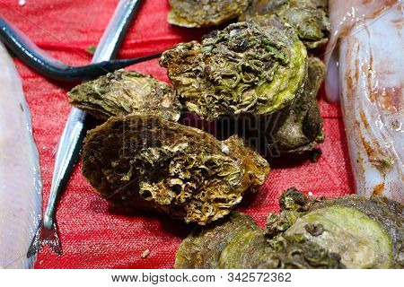 Fresh Shell Oysters At The Fish Market. Oysters On Fish Counter