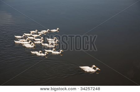 Ducks