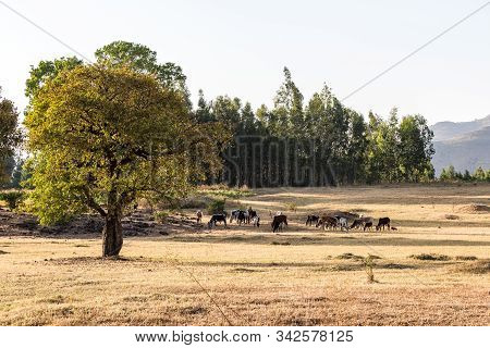 Brahman Or Zebu Bulls Near The Blue Nile Falls, Tis-isat In Ethiopia