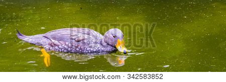 Closeup Of A Fuegian Steamer Duck Floating On The Water, Tropical Bird Specie From South America