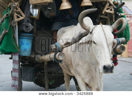 Cow Whole