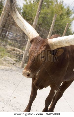 Watussi-Bull