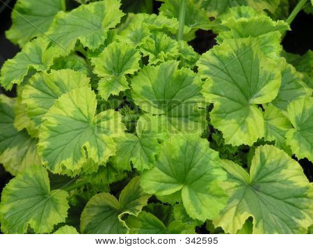 Pestrý listový pozadí