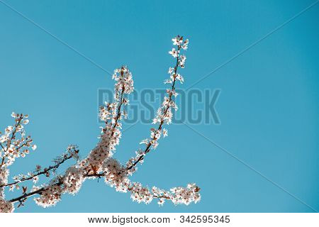 A Beautiful Blooming Branch In Sprong Time