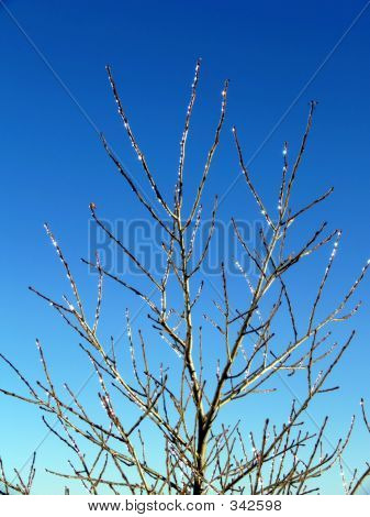 Diamond smetl větve