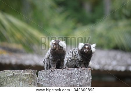 Cuple Of White Tufted Marmoset On Fence