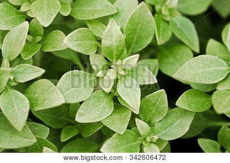Background Of Green Basil Plants Growing Together