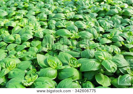 Background Of Green Basil Plants Growing Together