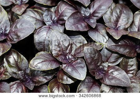 Background Of Young Purple Basil Plants Leaves