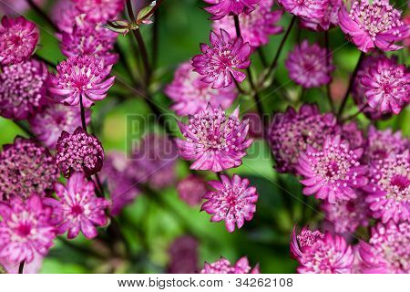 Rubra Masterwort