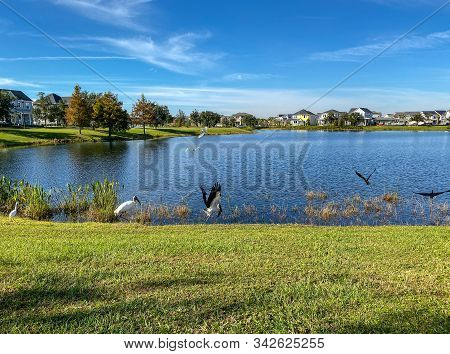 Orlando,fl/usa -11/25/19:  Woodstorks In A Neighborhood Pond Fishing For Their Dinner On A Bright Su