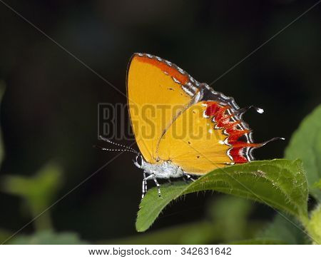 Purple Saffire, Heliophorus Epicles At Garo Hills In Meghalaya, India
