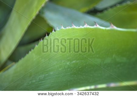 Close Up Yucca Leaves With Thorns Color.