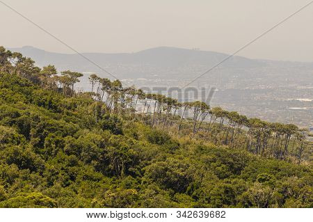 Sensational Row Of Trees On The Mountainside In The District Of Claremont, Cape Town, South Africa.